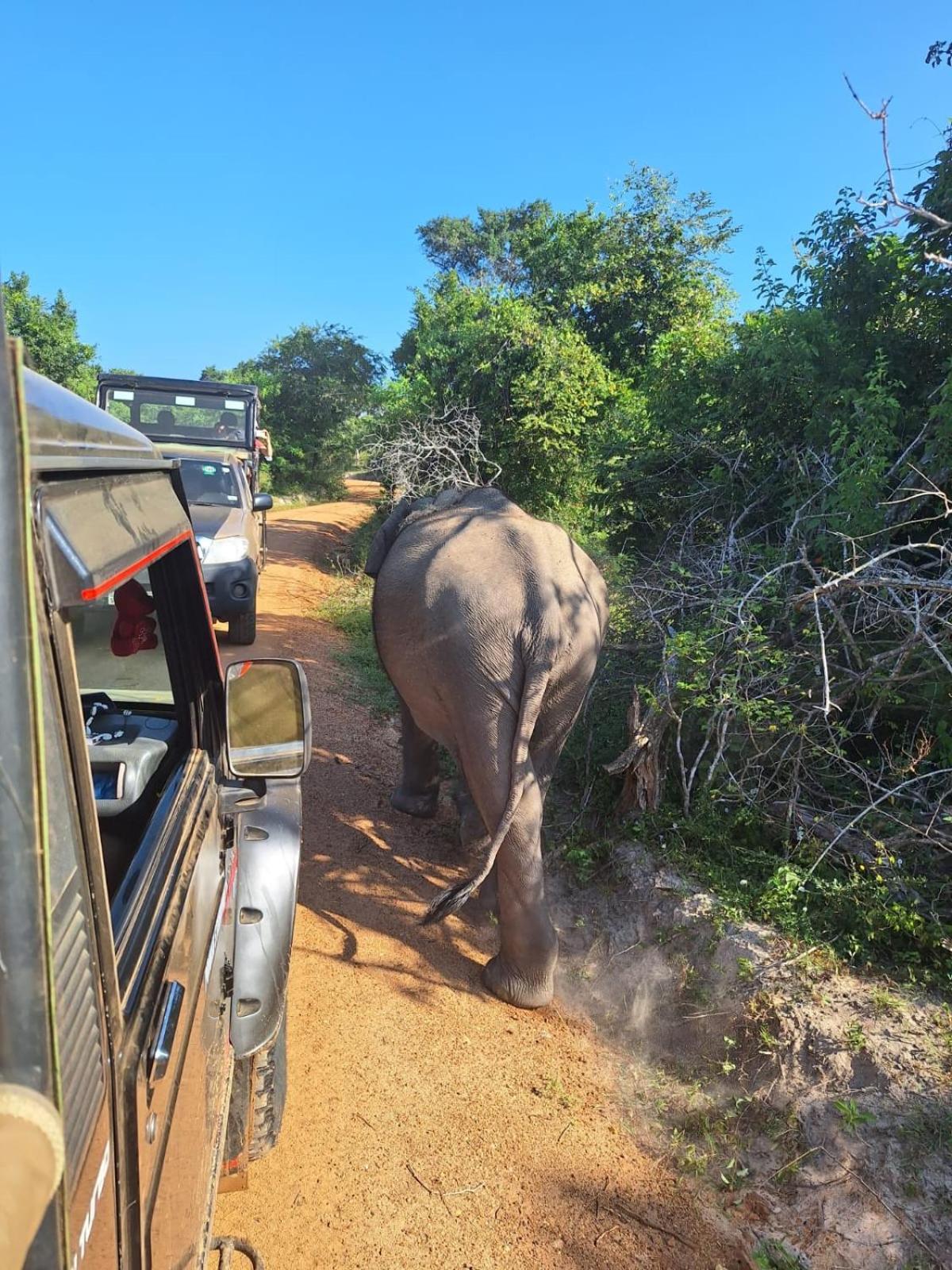 Saman Resort Yala Tissamaharama Eksteriør billede